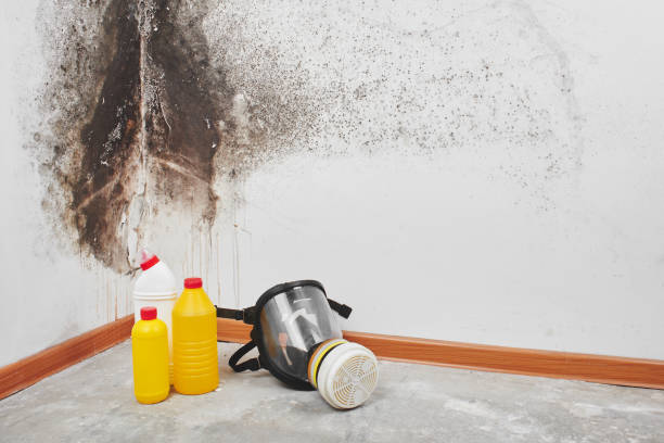 Professional Mold Remediation in Bourbon, IN